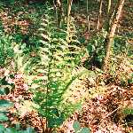 fern 